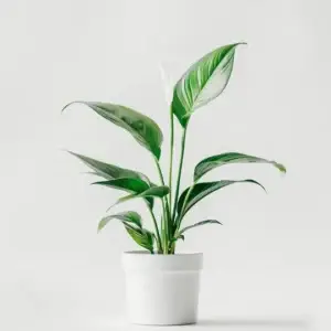 product 03