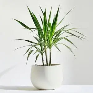product 05