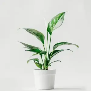 product 06
